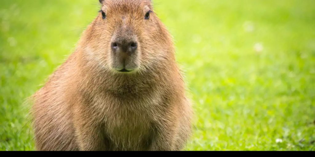 capybara song