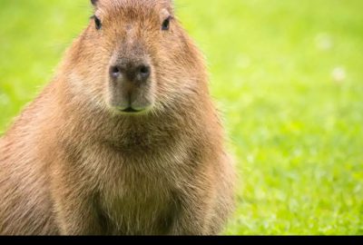 capybara song