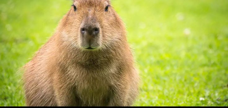 capybara song