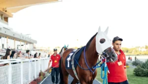 How Do Horse Racing Betting Sites Work