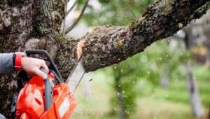 Tree Service in La Grange, IL