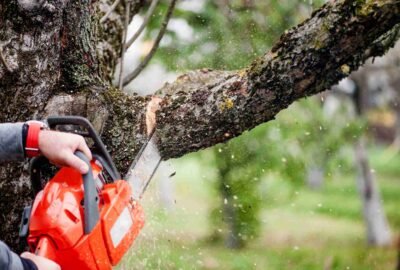 Tree Service in La Grange, IL