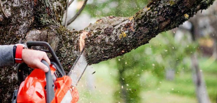 Tree Service in La Grange, IL
