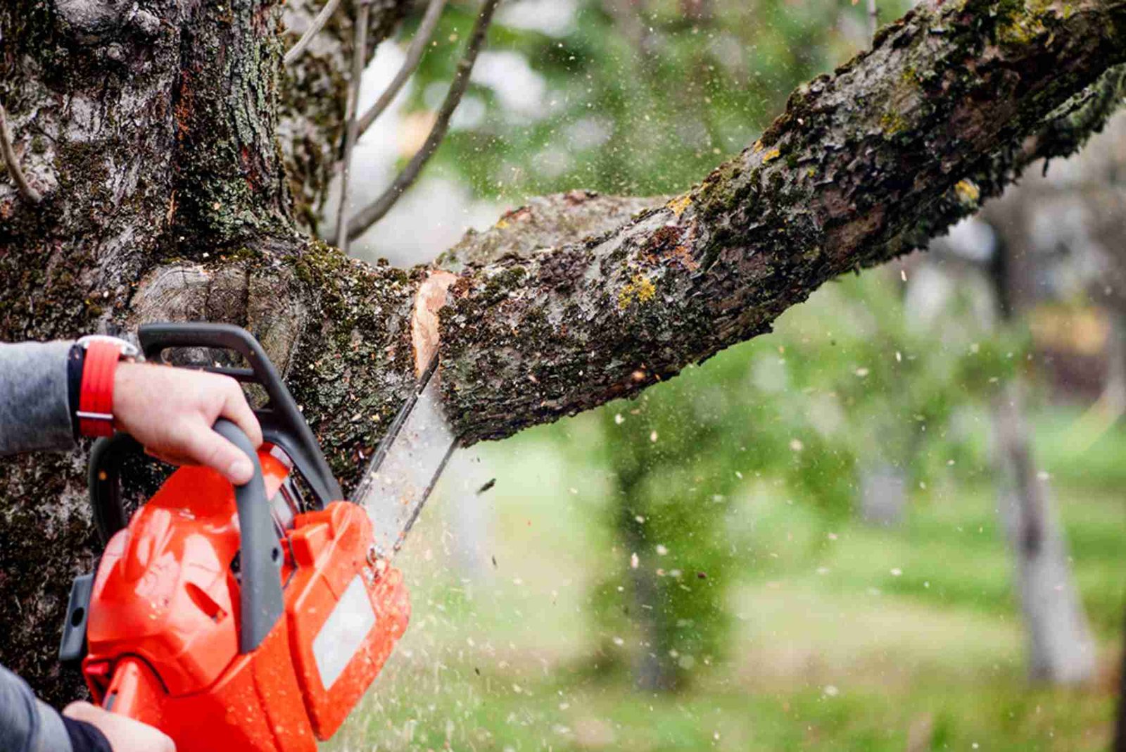 Tree Service in La Grange, IL